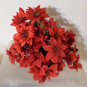 Christmas Poinsettias – 7 Bushes